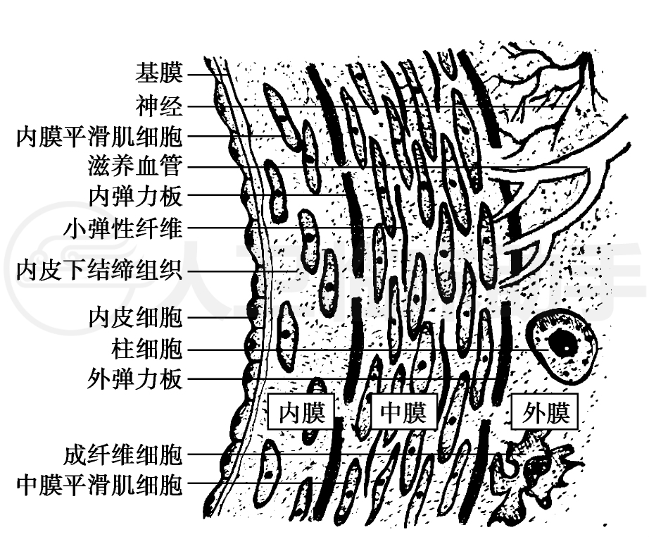 疾病详情-疾病-人卫临床助手-人民卫生出版社