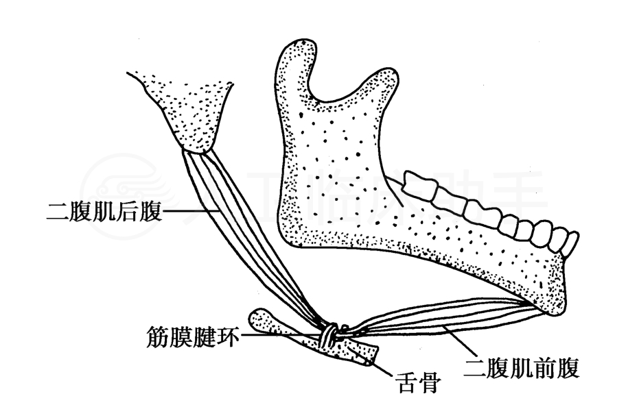 疾病详情 疾病 人卫临床助手 人民卫生出版社